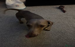 Dachshund dogs for sale: Dachshund  - Image 5