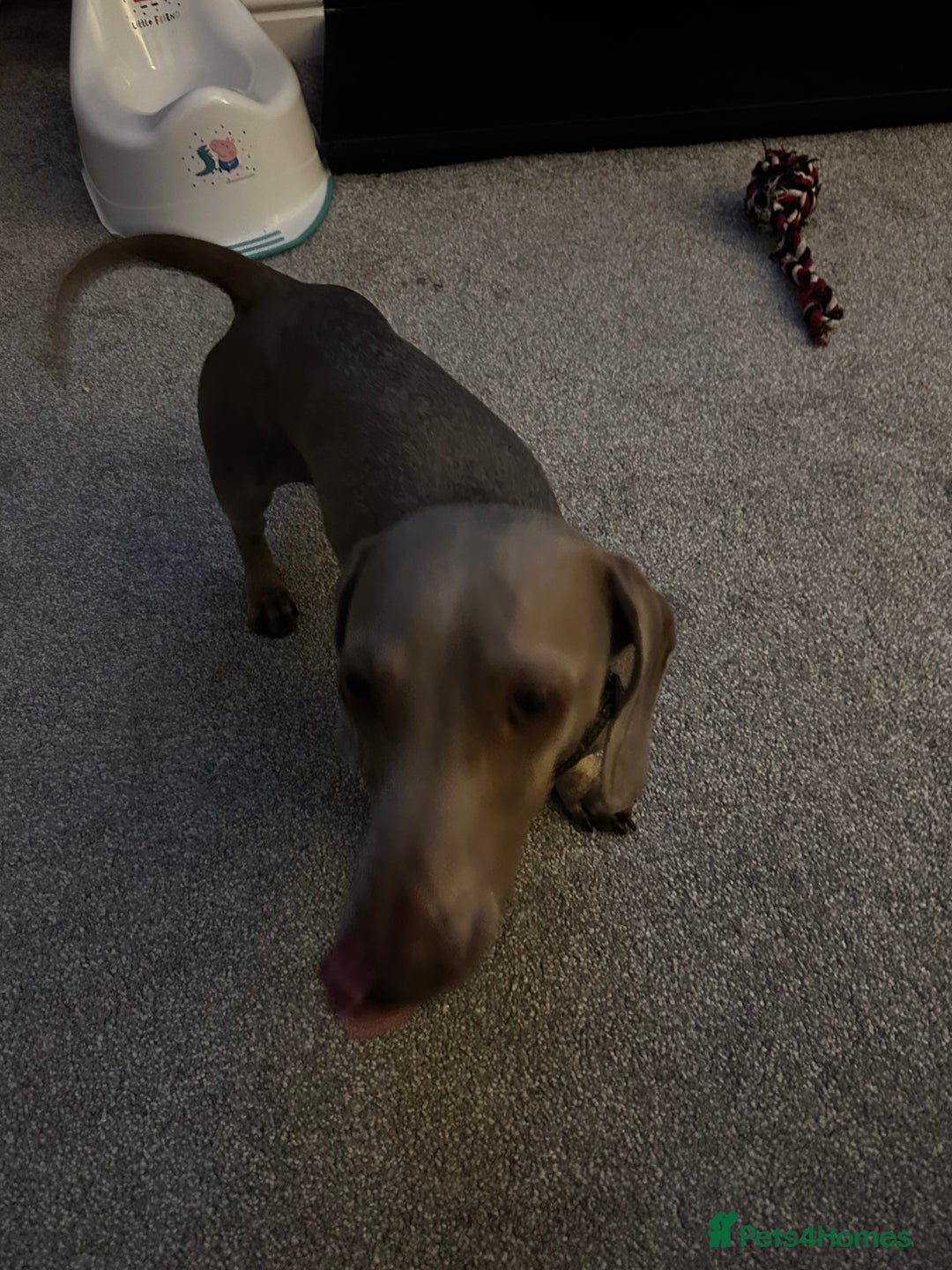 Dachshund dogs for sale: Dachshund  - Image 5