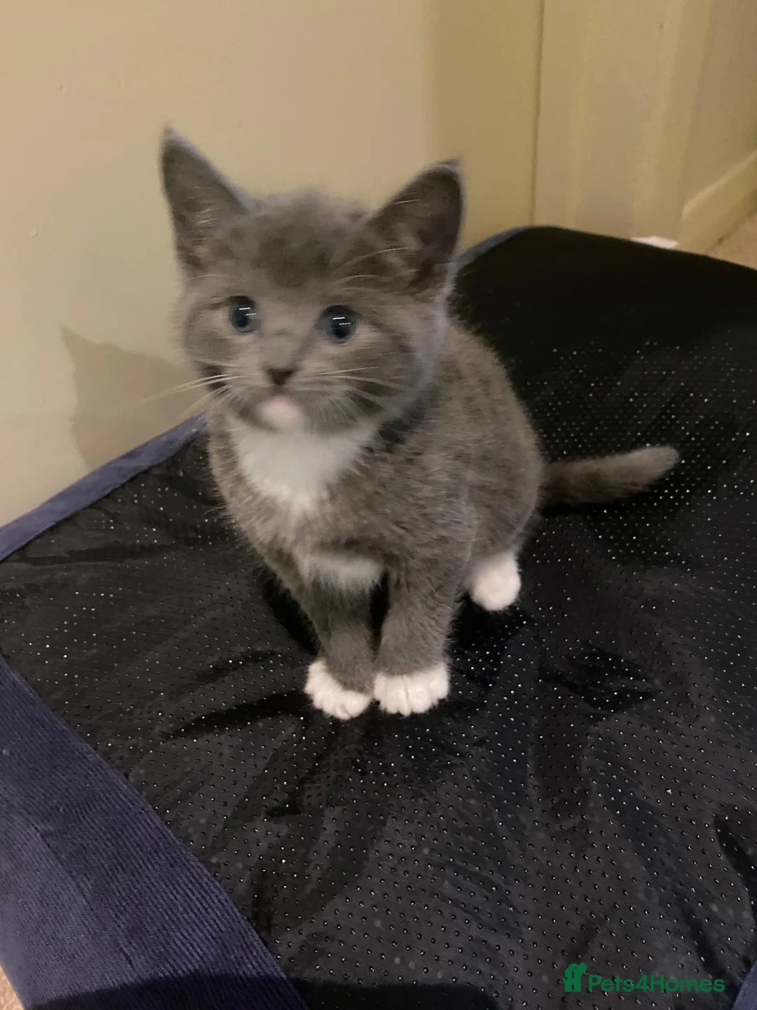 Mixed Breed cats for sale: 4 Adorable kittens for sale  in Newton Abbot - Advert 6