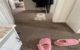 Persian cats for sale: Beautiful and quite girl needs a new home - Image 3