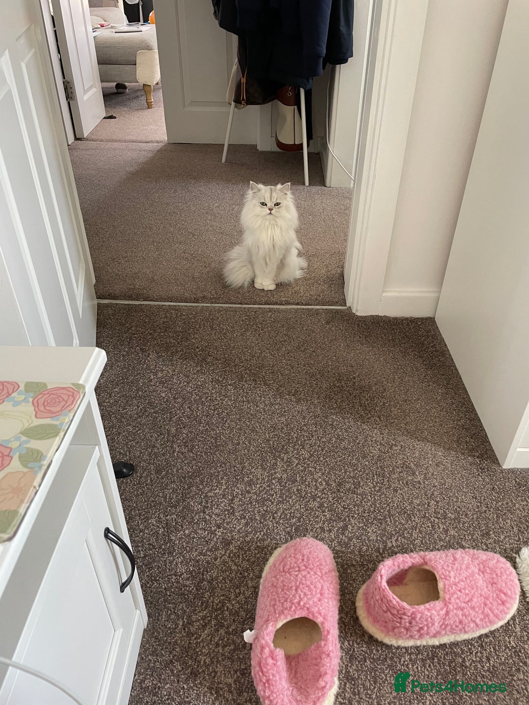 Persian cats for sale: Beautiful and quite girl needs a new home - Image 3
