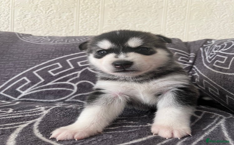 Siberian Husky dogs - Advert 2