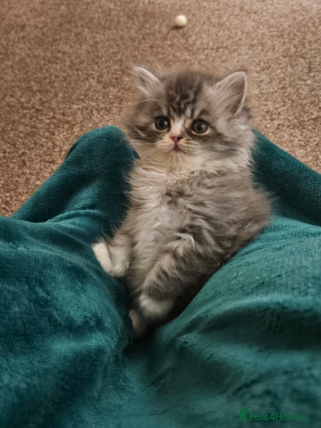Persian cats for sale: Stuning Persian Girl - Image 5