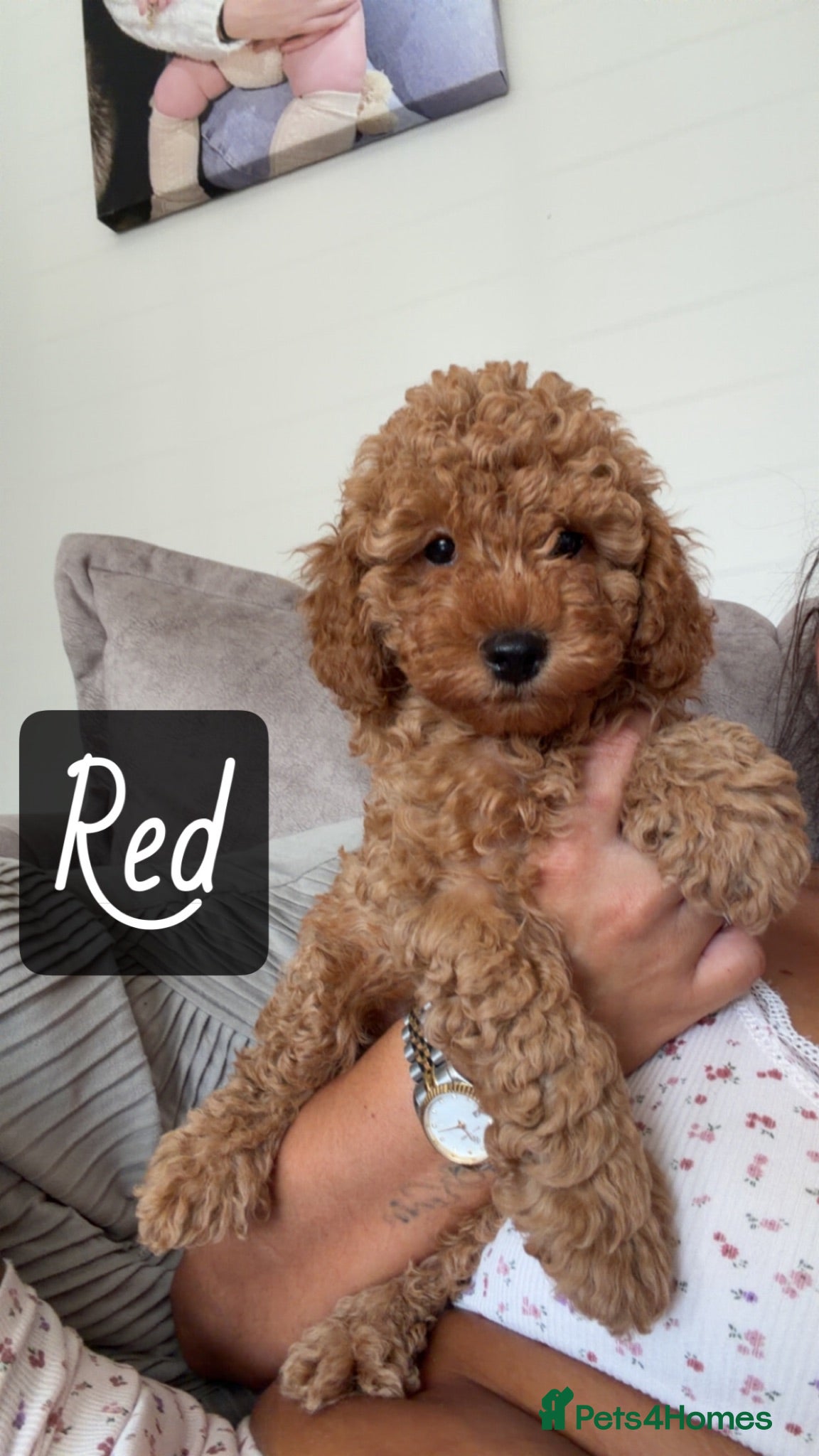 Toy Poodle dogs Toy Poodle Puppies Ready to Go Now 🐾 - Advert 4