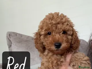 Toy Poodle dogs Toy Poodle Puppies Ready to Go Now 🐾 - Advert 4