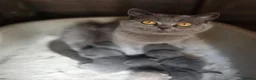 British Shorthair cats for sale: Boy and girl available  - Advert 2