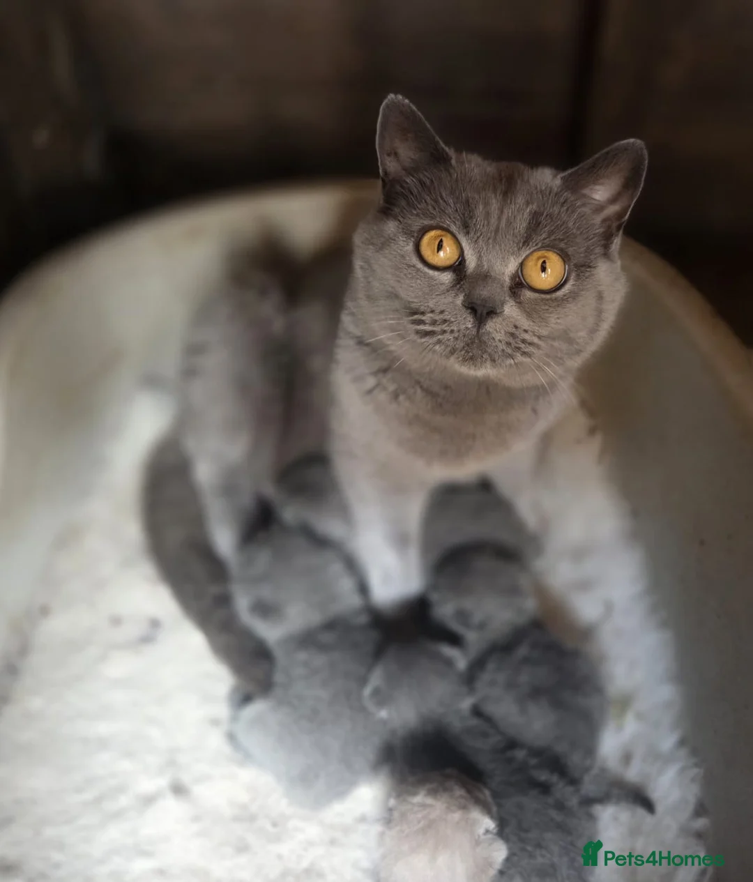 British Shorthair cats for sale: Boy and girl available  - Advert 2