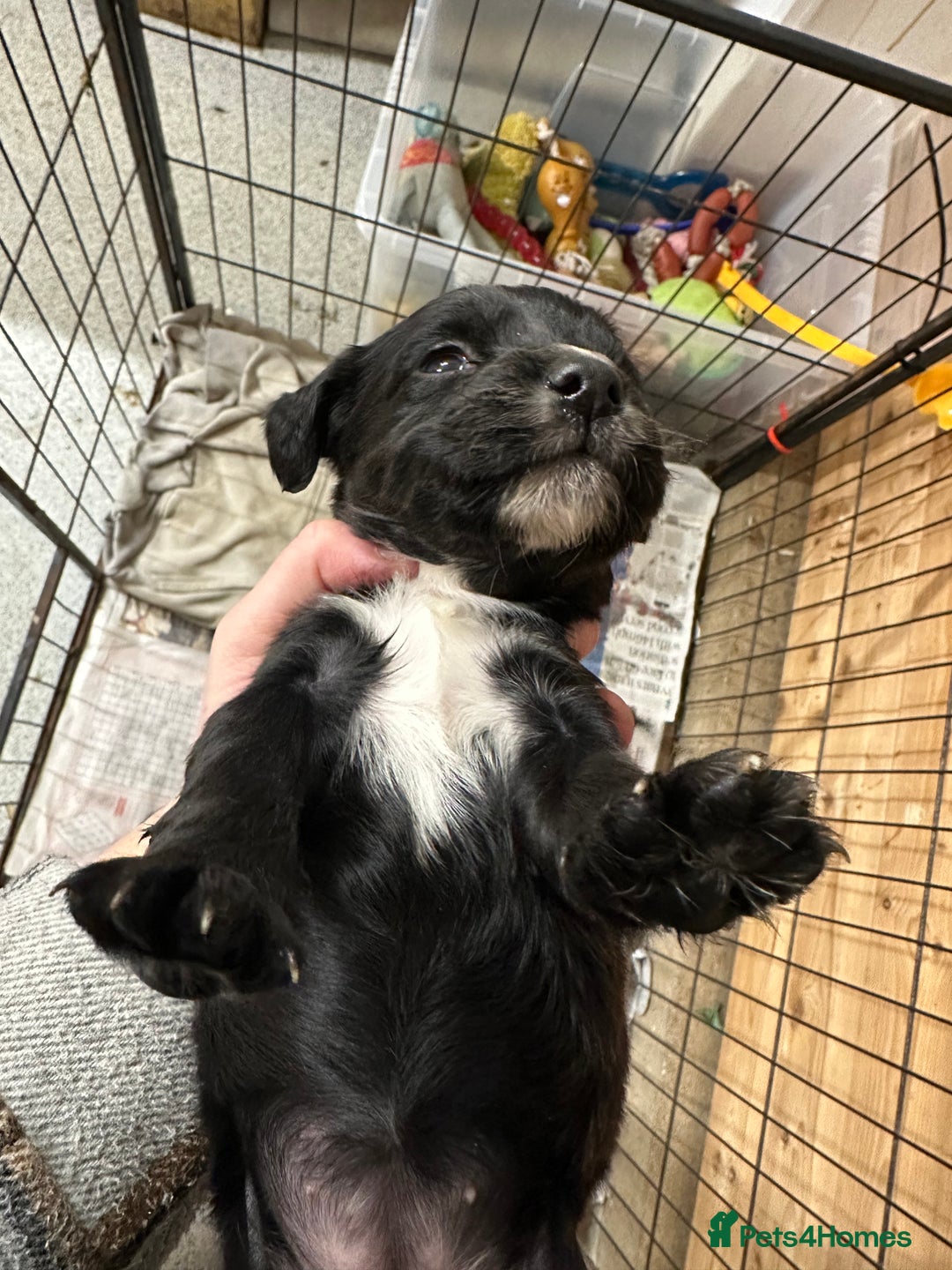 Cocker Spaniel dogs for sale: Kc reg Cocker bitch. Black Ready TODAY - Advert 10