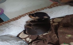 Chiweenie dogs for sale: Pups for sale  - Advert 9