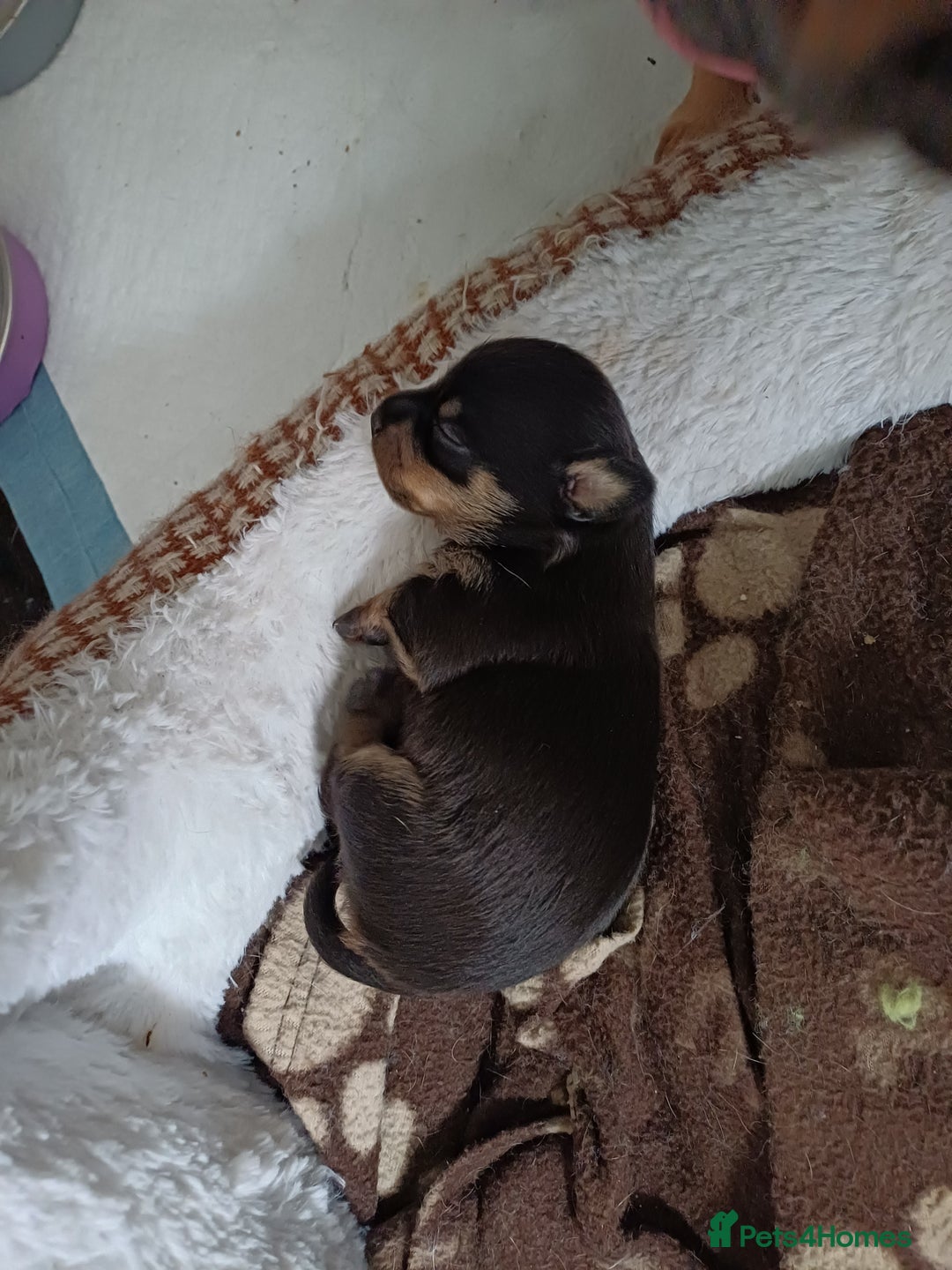 Chiweenie dogs for sale: Pups for sale  - Advert 9