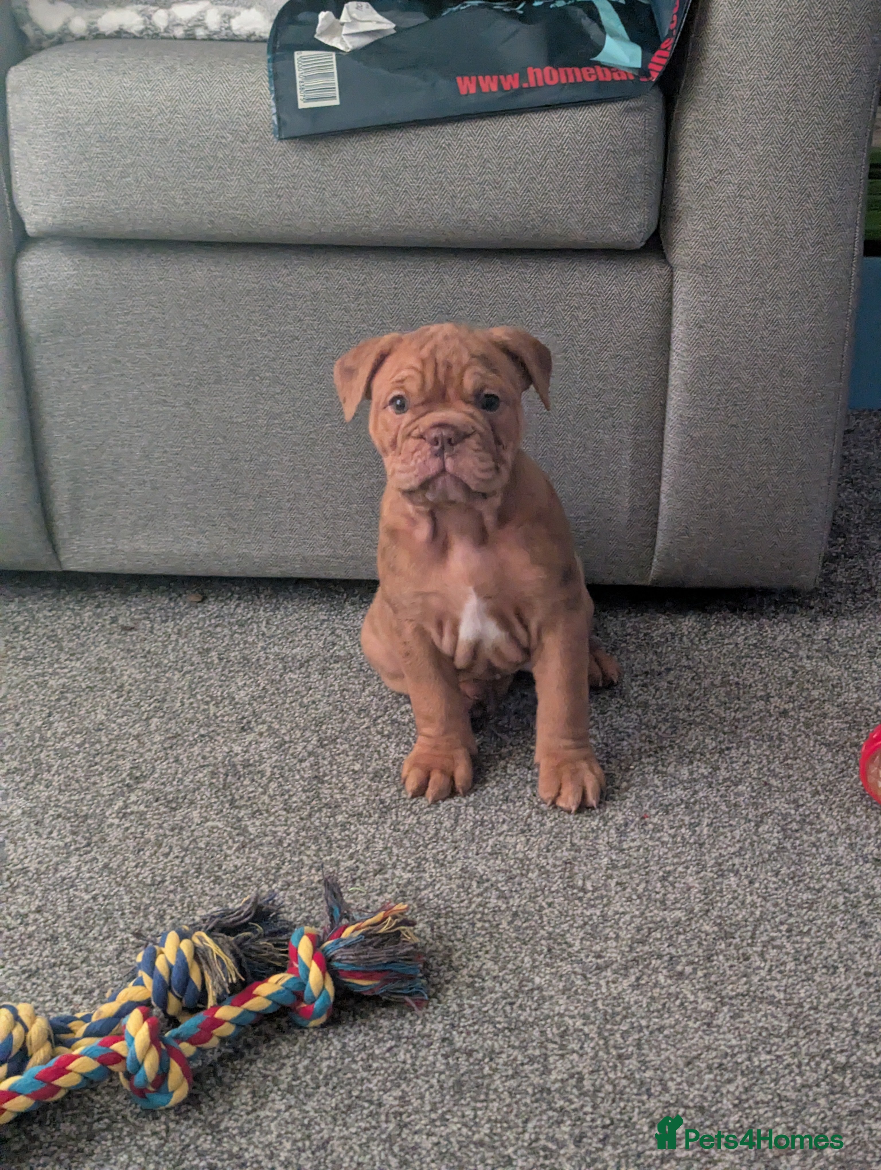 Old Tyme Bulldog dogs STUNNING OLD TYME ENGLISH BULLDOG PUPPIES  - Advert 1