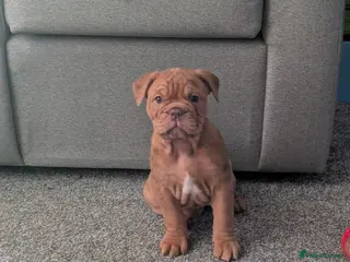 Old Tyme Bulldog dogs STUNNING OLD TYME ENGLISH BULLDOG PUPPIES - Advert 6