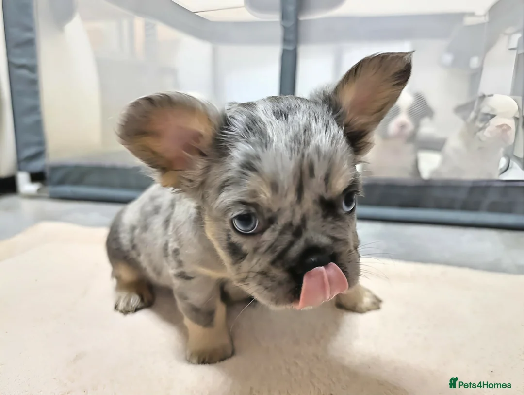 French Bulldog dogs for sale: Rare health tested french bulldogs  in Motherwell - Advert 25
