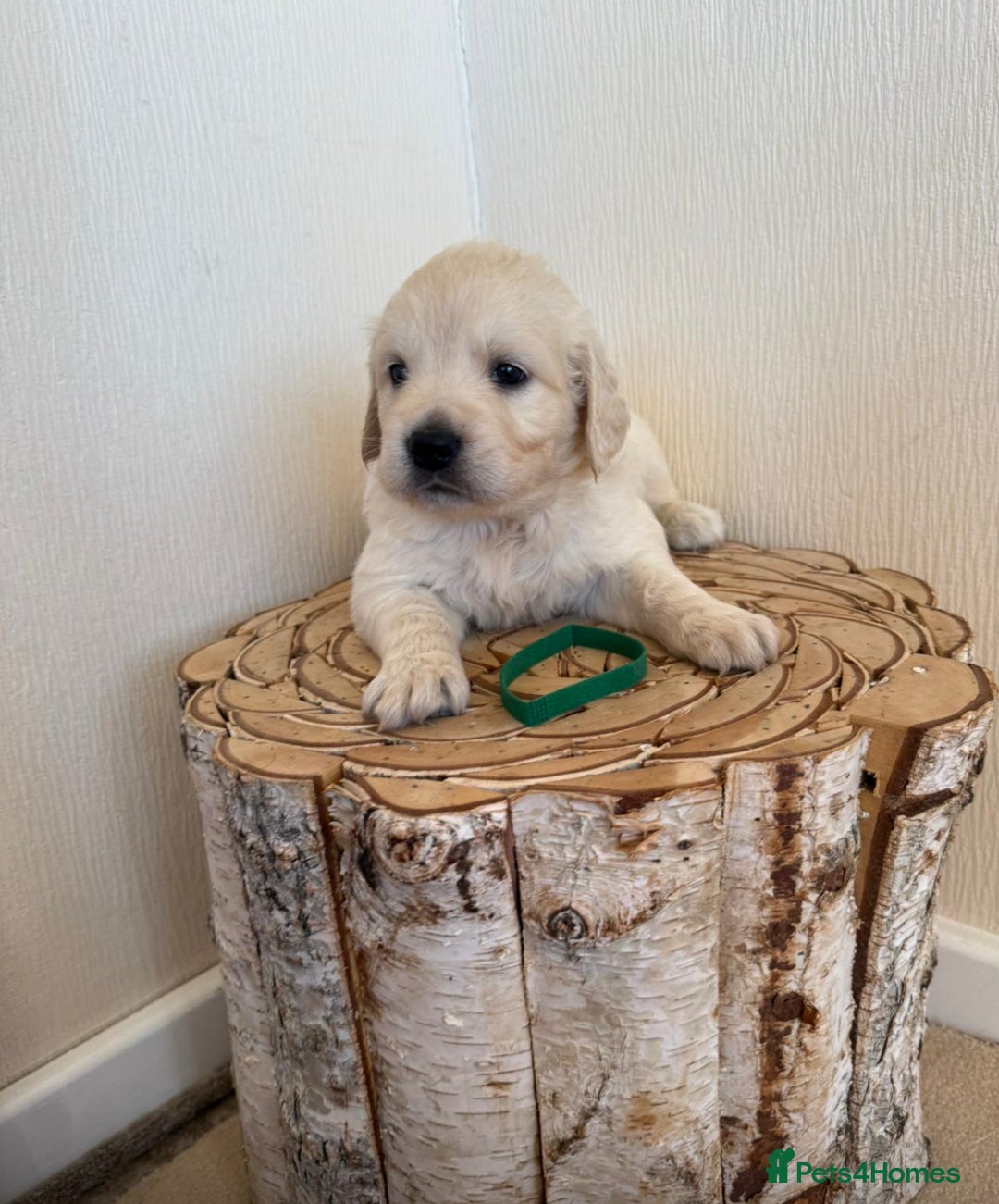 Golden Retriever dogs for sale: Golden retriever puppys - Advert 4