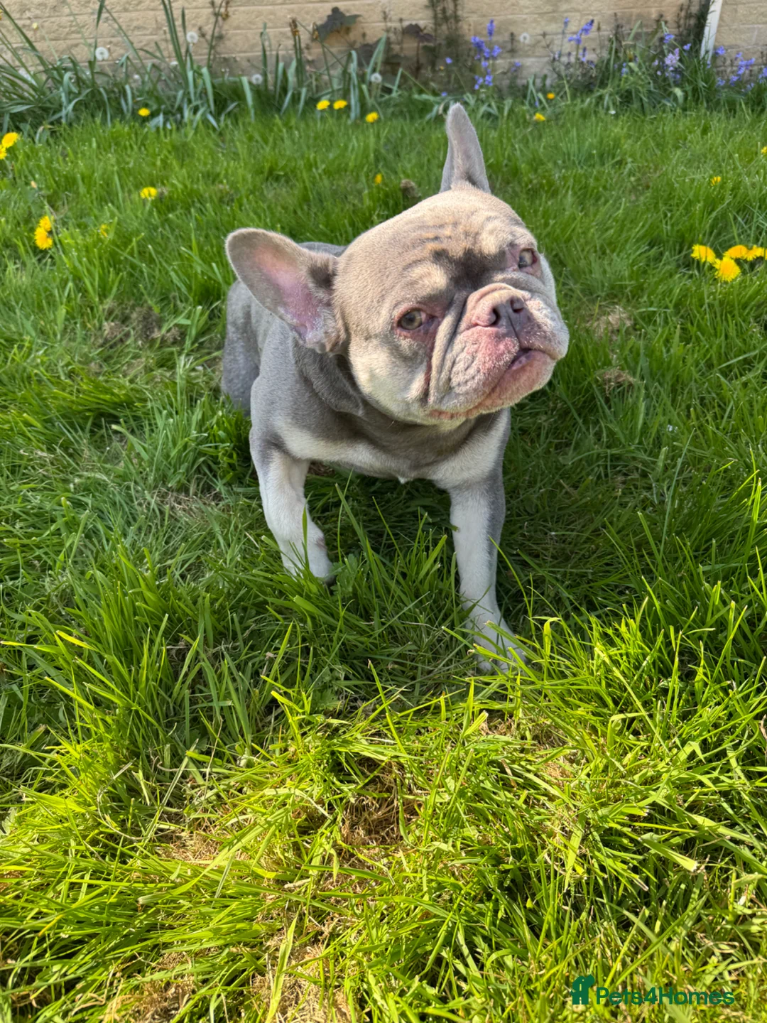 French Bulldog dogs for sale: French bulldog  - Advert 1