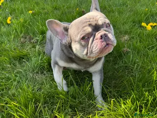 French Bulldog dogs French bulldog - Advert 1