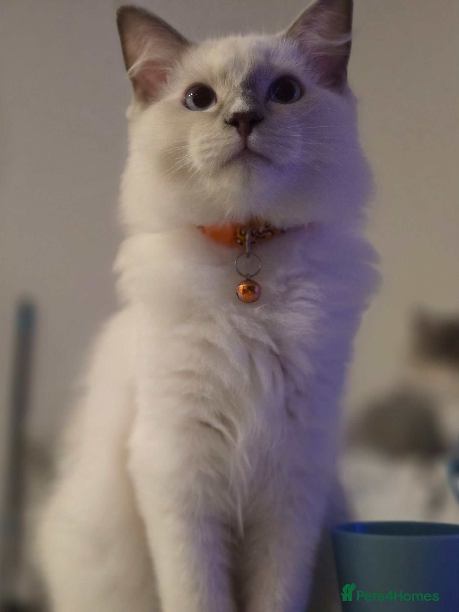 Ragdoll cats Still available 11.8.26 Ragdoll boy - Advert 3