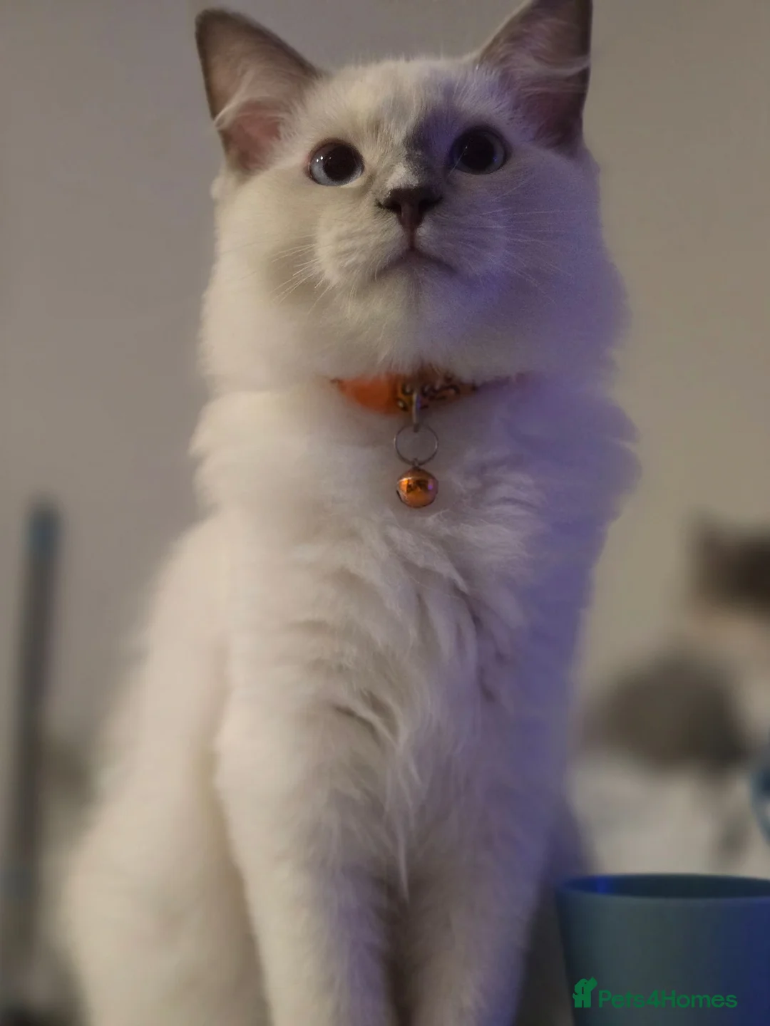 Ragdoll cats for sale: Still available 11.8.26 Ragdoll boy - Advert 1