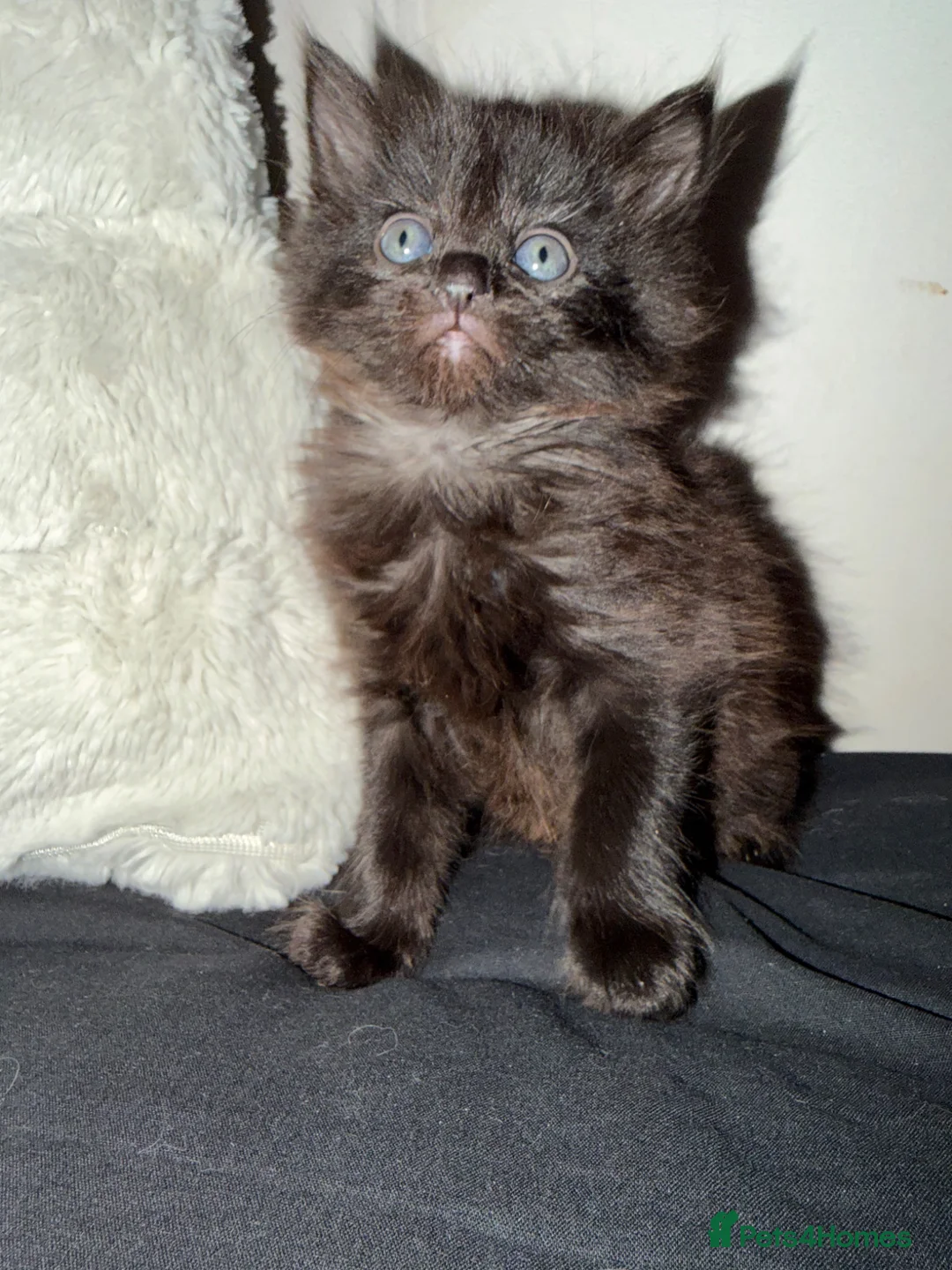 Mixed Breed cats for sale: 1 beautiful kitten  - Advert 1