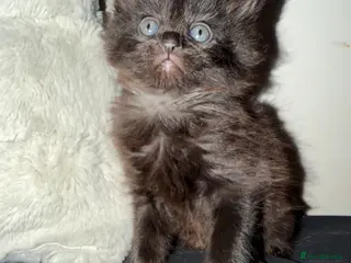 Mixed Breed cats 1 beautiful kitten - Advert 5