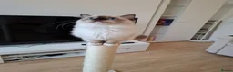 Ragdoll cats for sale: The last femal left. TICA registered active. - Advert 4