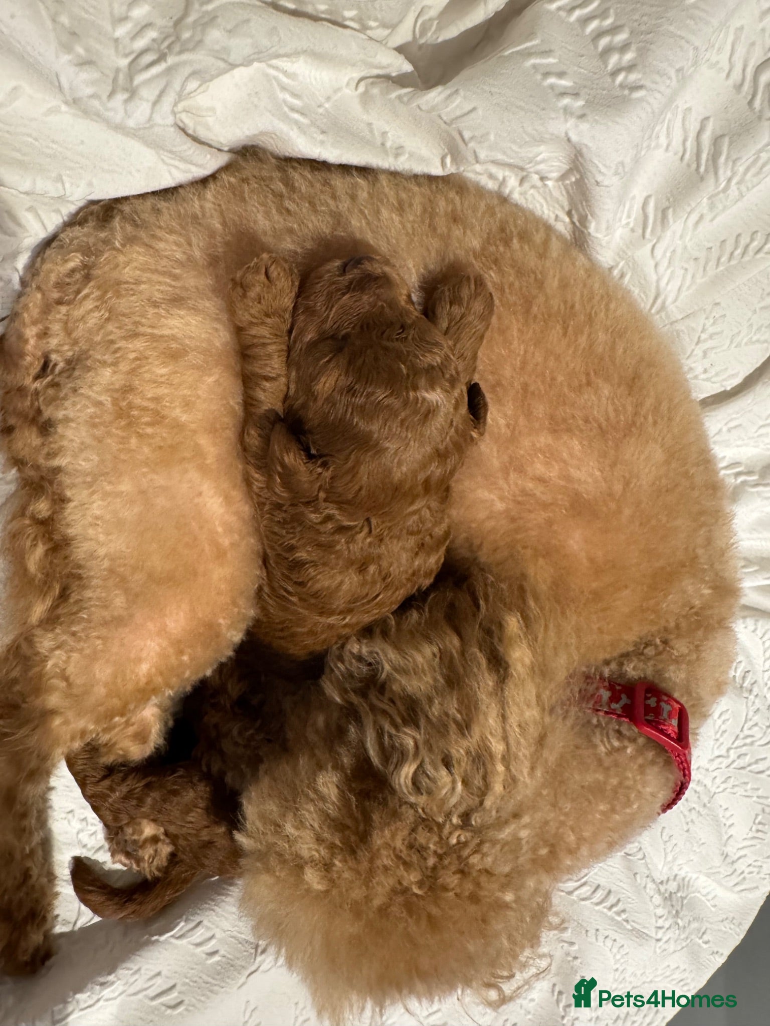Toy Poodle dogs Two stunning red colour Toy Poodles.  - Advert 2