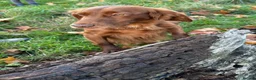 Cocker Spaniel dogs for sale: Working Cocker Spaniel Puppies  - Advert 11