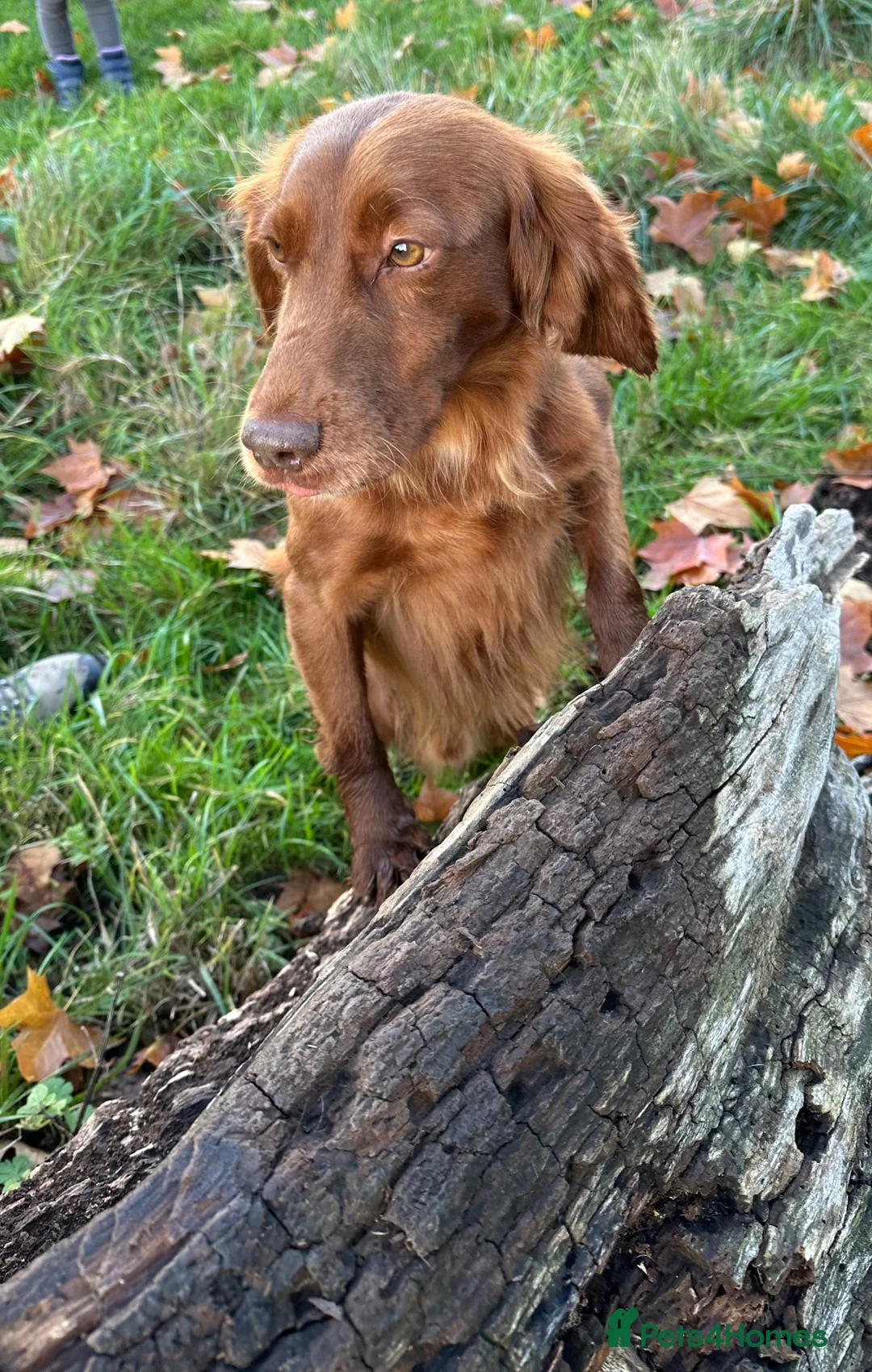 Cocker Spaniel dogs for sale: Working Cocker Spaniel Puppies  - Advert 11