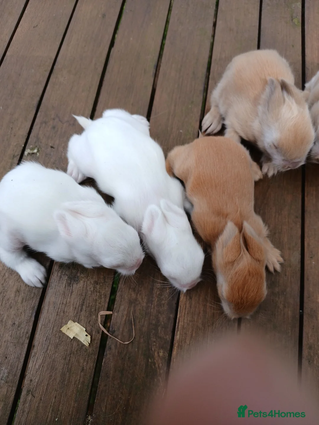 Lionhead rabbits for sale: Beautiful babies  - Advert 9