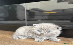 British Shorthair cats for sale: Five cute and naughty kittens for sale - Image 4