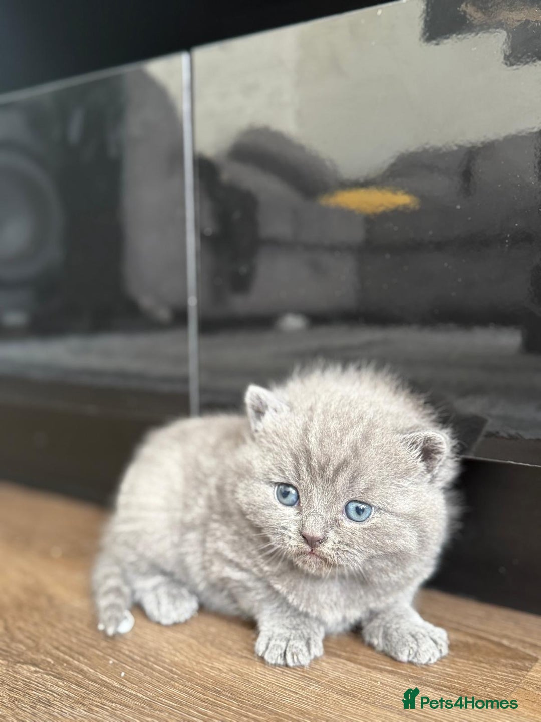 British Shorthair cats for sale: Five cute and naughty kittens for sale - Image 4