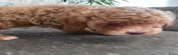 Cavapoo dogs for sale: Ready 8 weeks old boy-cream/apricot/white Merle - Advert 10