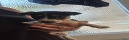 Jack Russell dogs for sale: 8 tradational Jack Russell puppys  - Advert 16