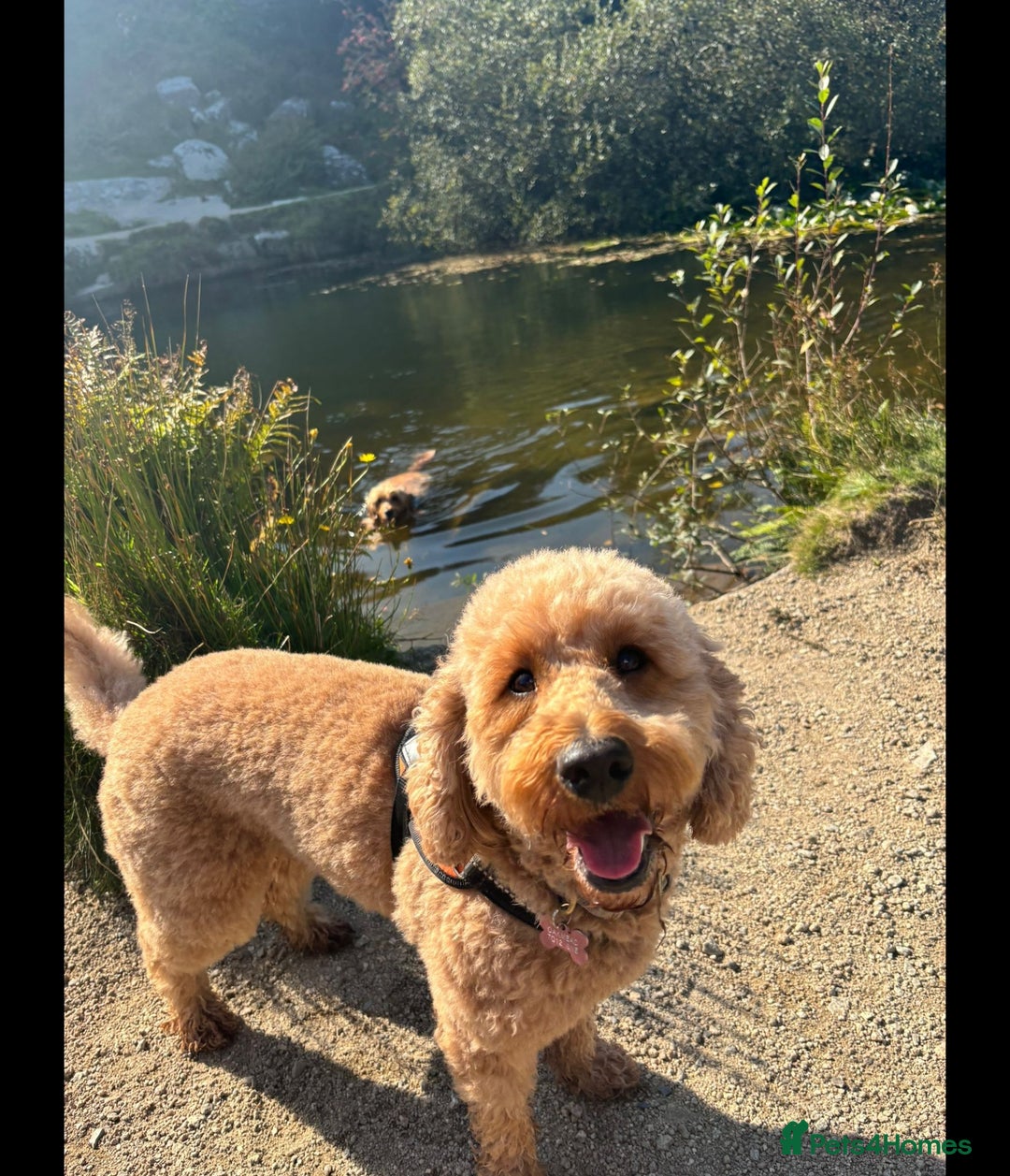 Mixed Breed dogs for sale: Stunning Irish Cockapoodledo's........ - Advert 1