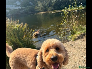 Mixed Breed dogs Stunning Irish Cockapoodledo's........ - Advert 1