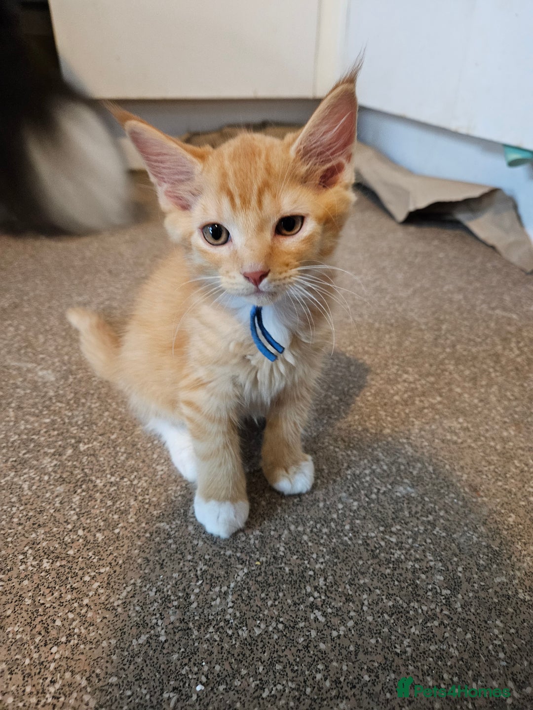 Maine Coon cats for sale: Maine Coon (parents not registered - family pet) - Image 12
