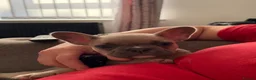 French Bulldog dogs for sale: champion french bulldog pups - Advert 13