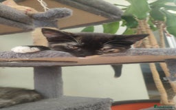 British Shorthair cats for sale: Adorable kittens  in Great Missenden - Image 21