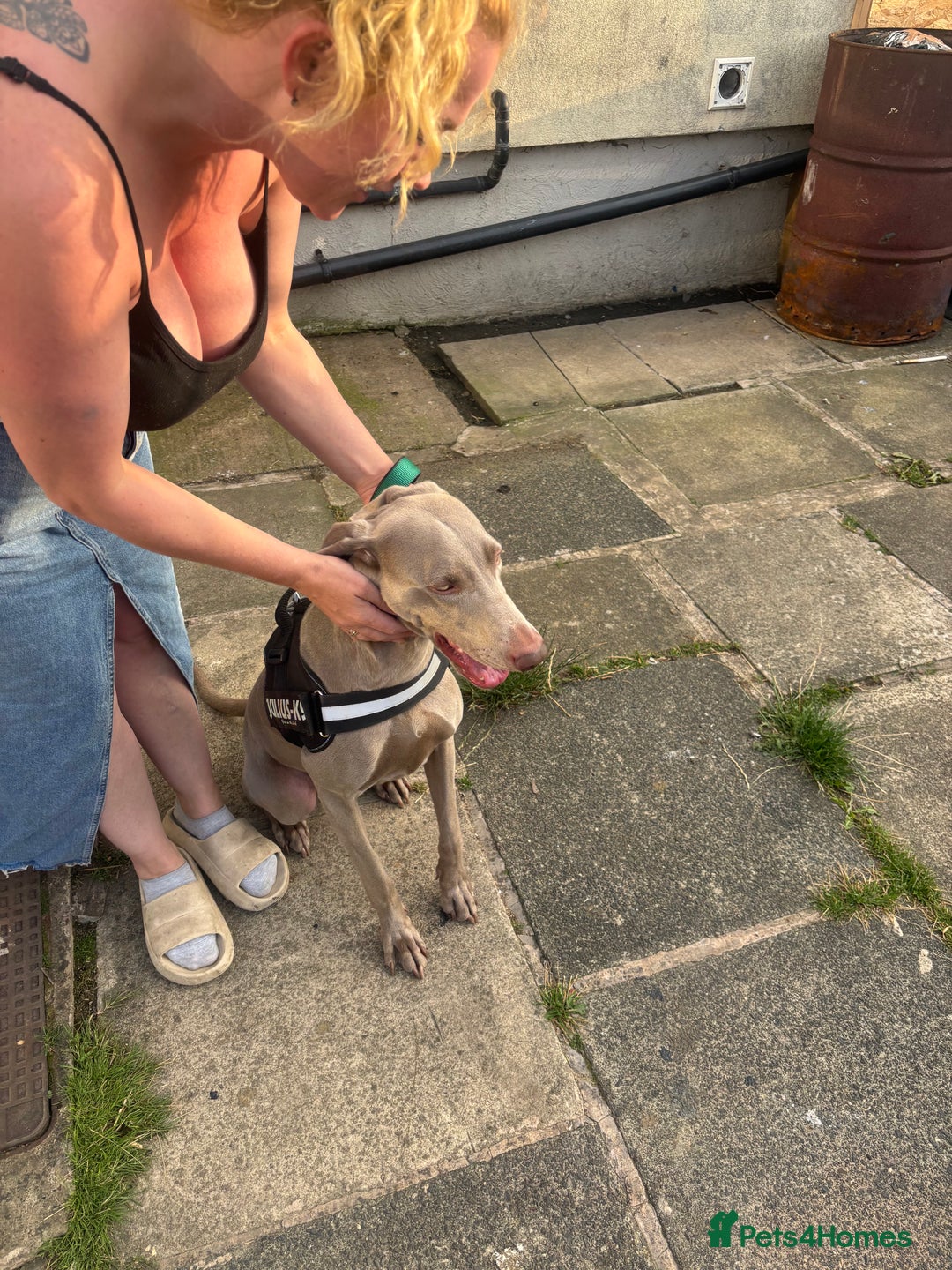 Weimaraner dogs for sale: Beautiful weimanaer bitch - Image 3
