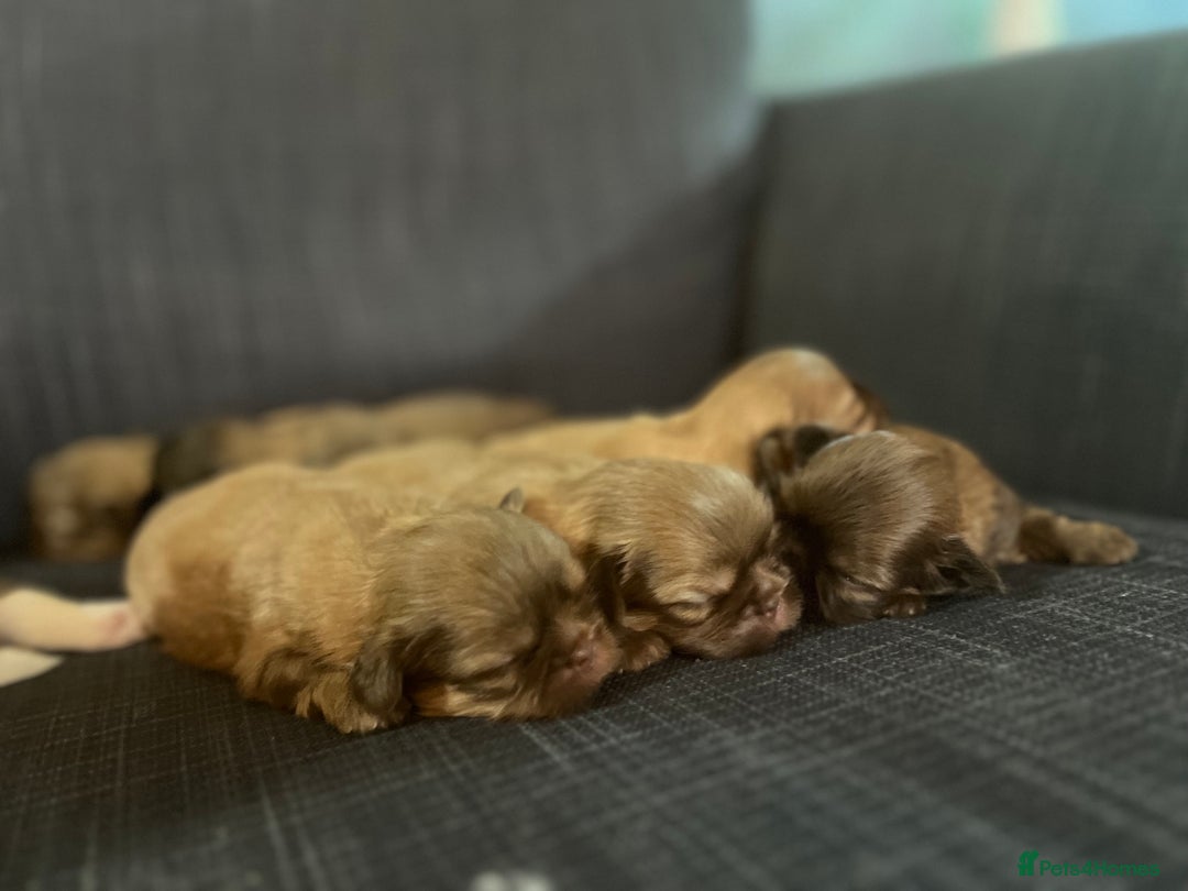 Shih Tzu dogs for sale: Beautiful litter or imperial Shih Tzu puppies  - Advert 23