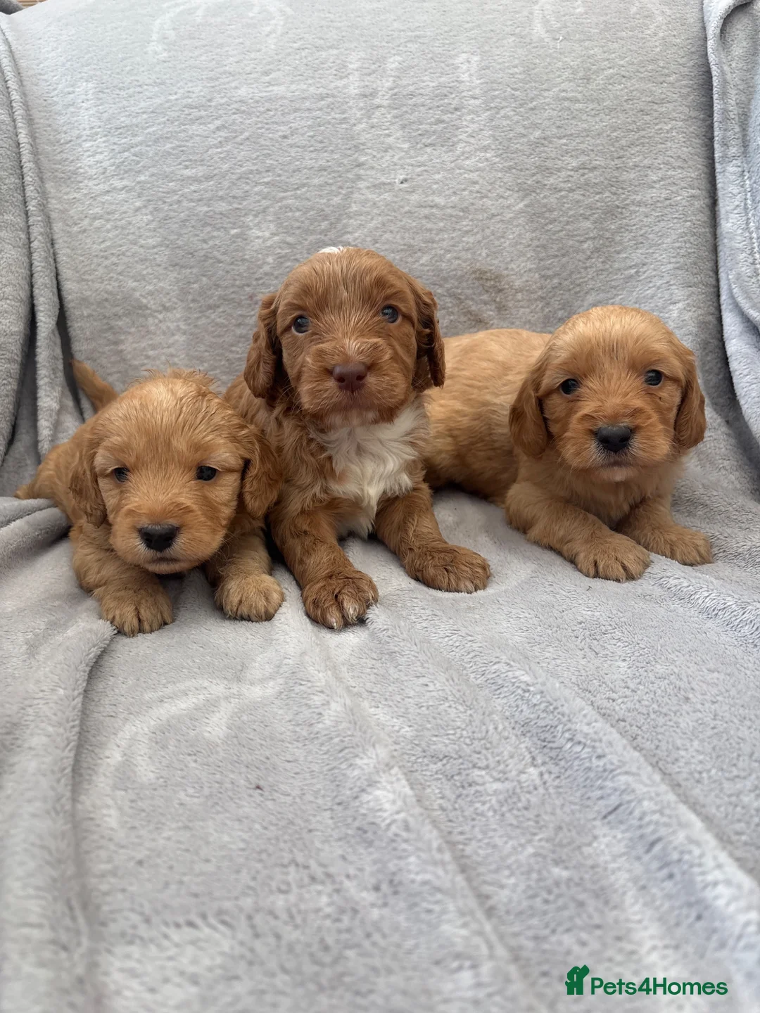 Cockapoo dogs for sale: Beautiful F1 Cockapoo Puppies-Ready July 14th in Mold - Advert 1