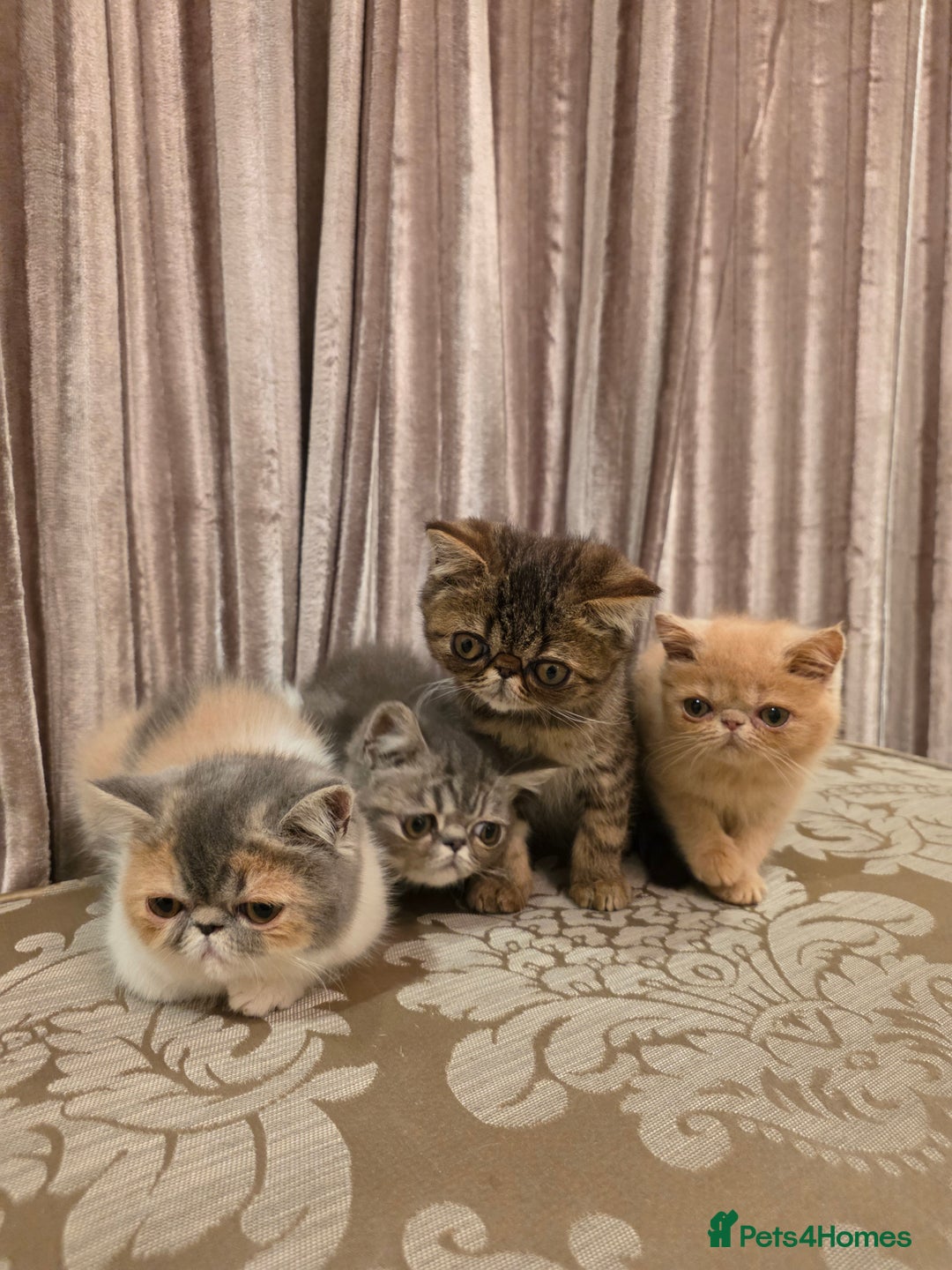 Exotic cats for sale: Super high quality Exotics - TICA reg pedigree - Image 7