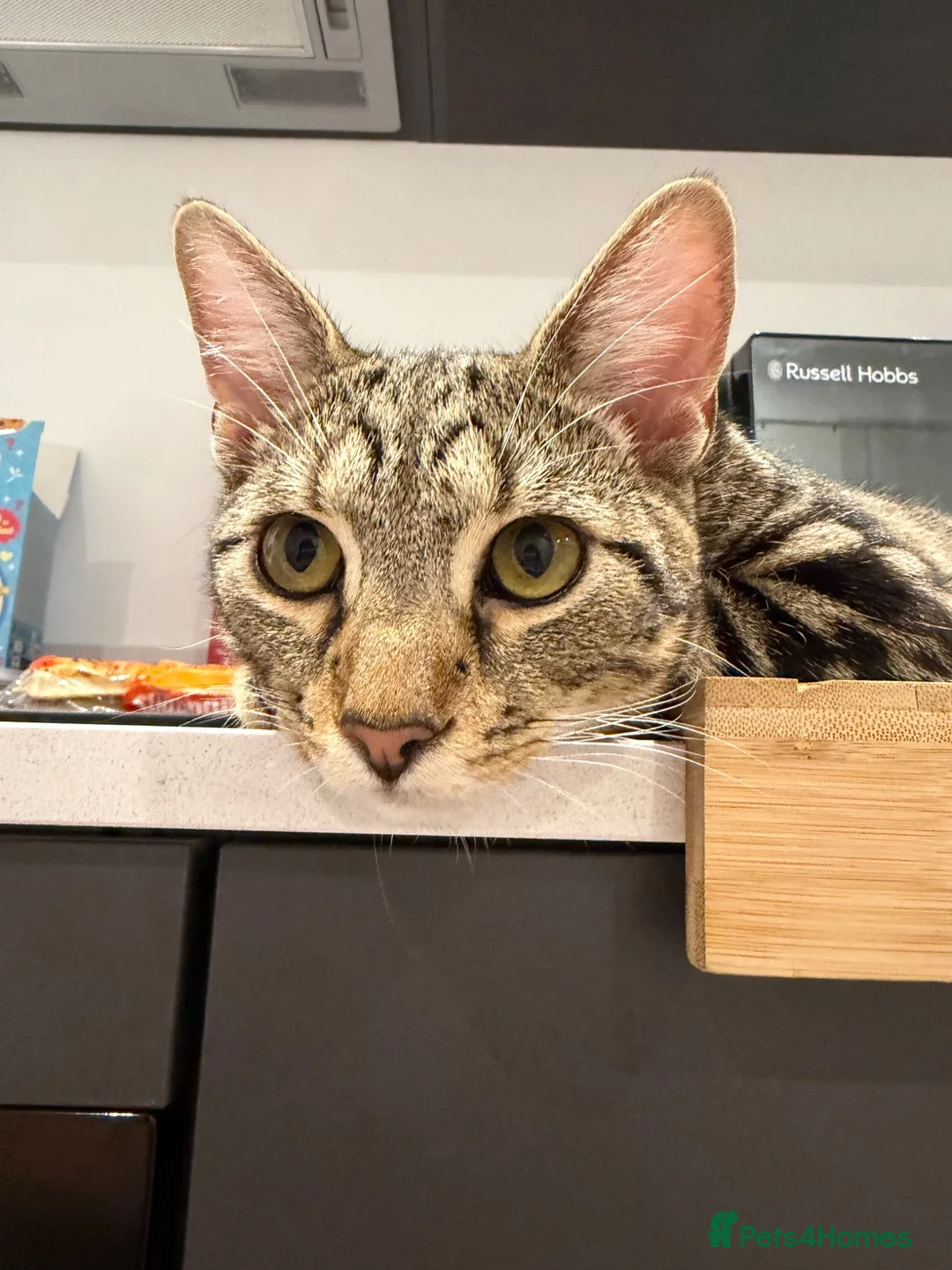 Mixed Breed cats for sale: Tabby x bengal kittens  - Advert 2