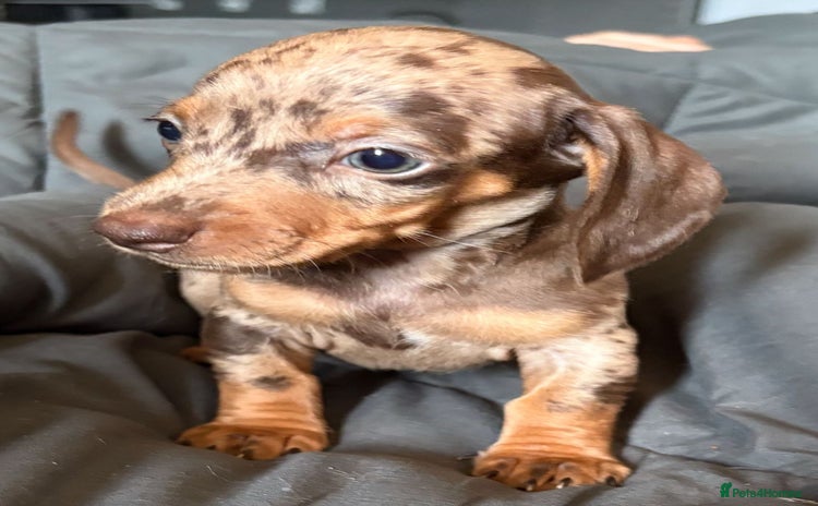 Miniature Dachshund dogs - Advert 2