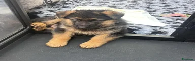 German Shepherd 1