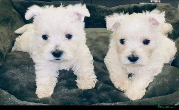West Highland Terrier dogs - Advert 2