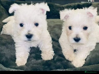 West Highland Terrier dogs - Advert 18
