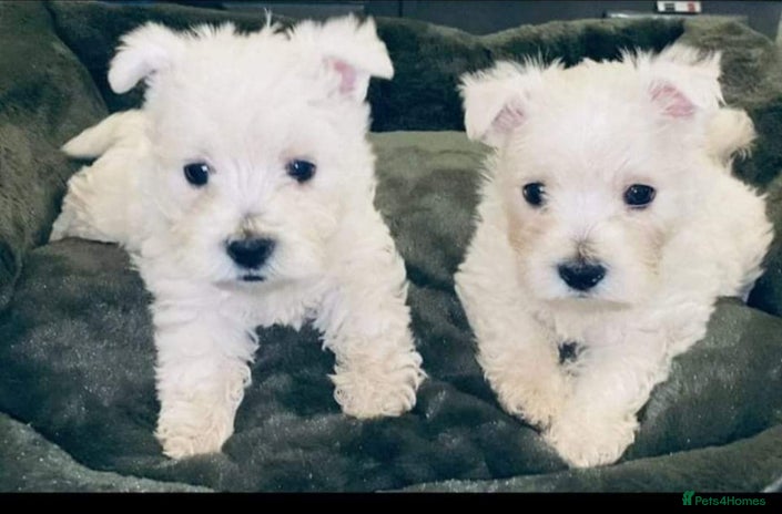 West Highland Terrier dogs - Advert 2