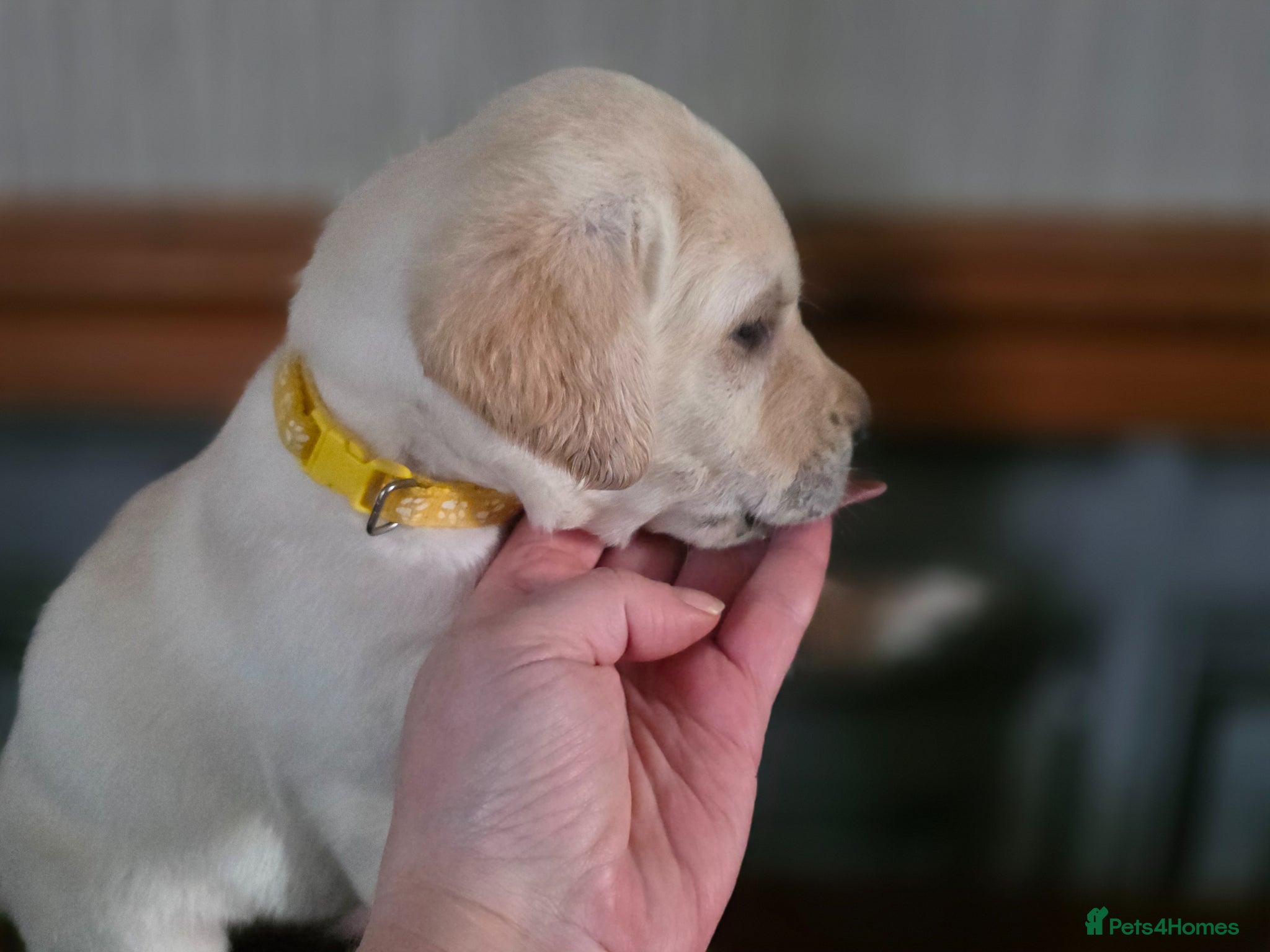 Labrador Retriever dogs Stunning golden labrador pups from strong lines   - Advert 5