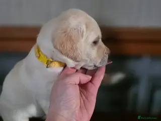 Labrador Retriever dogs Stunning golden labrador pups from strong lines - Advert 5